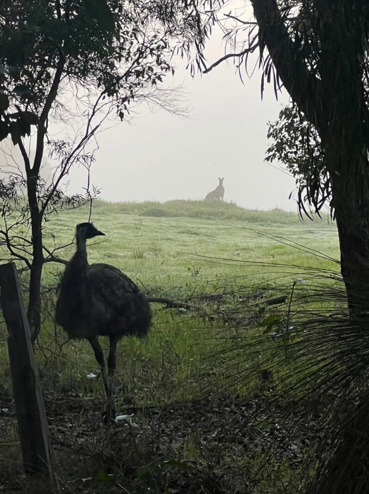 An emu and a kangaroo in morning fog