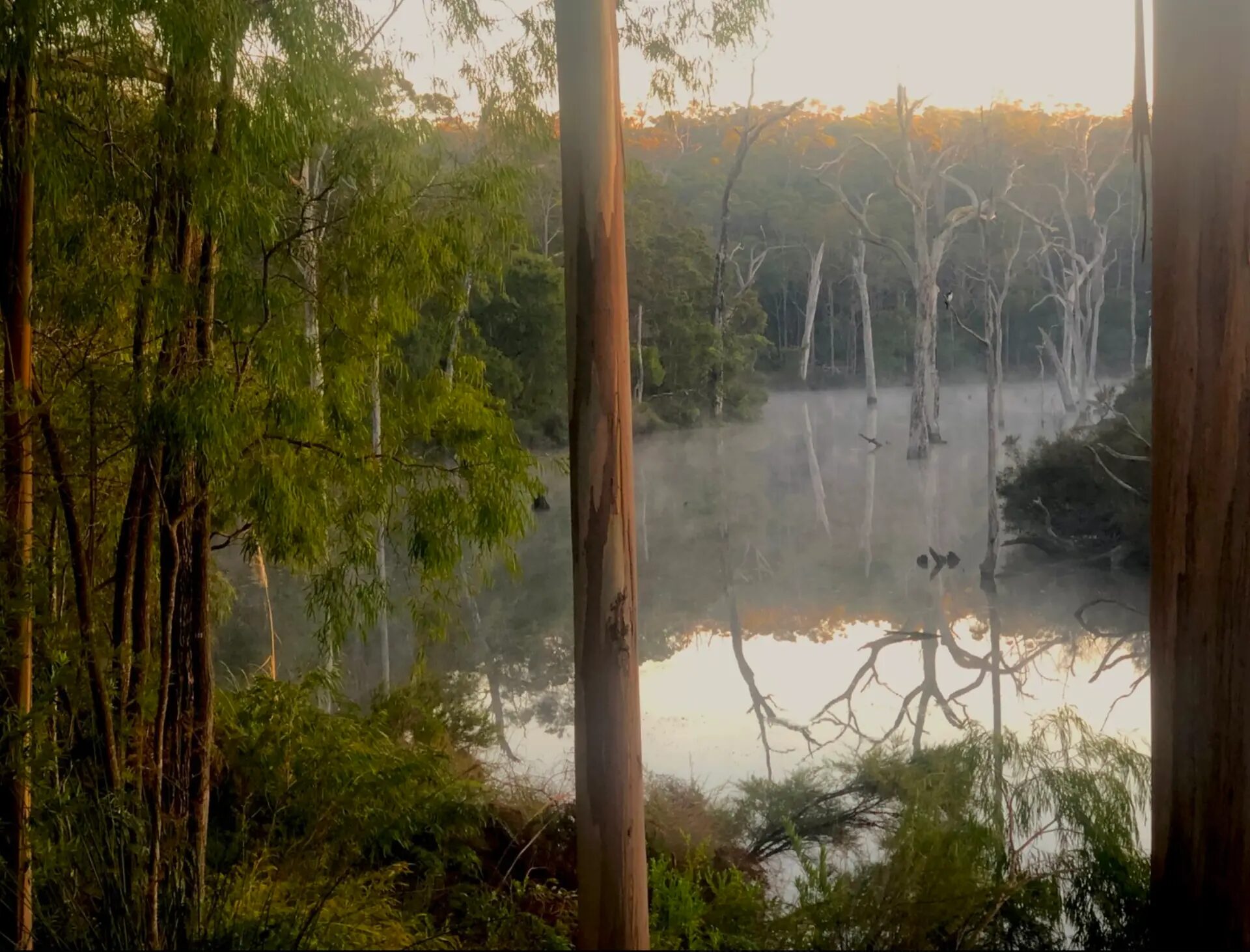 Mist over a still forest lake at dawn