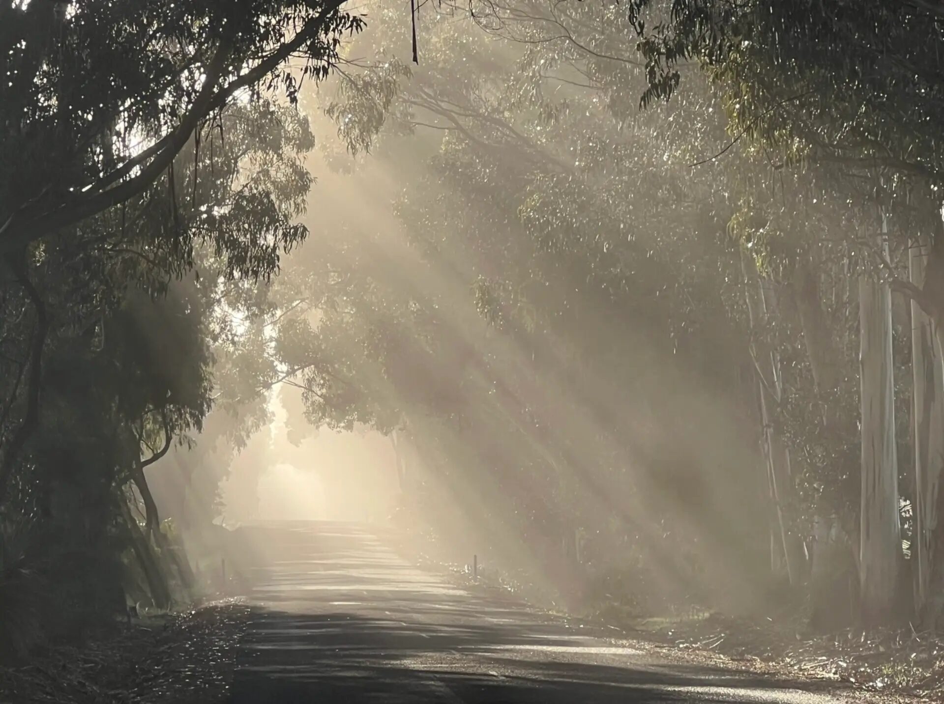 Morning light through tall gums over a forest road