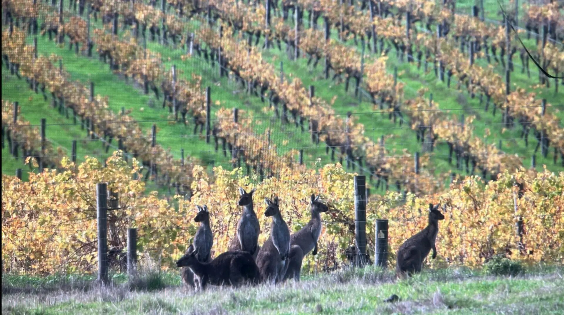 Kangaroos in front of an autumn vineyard