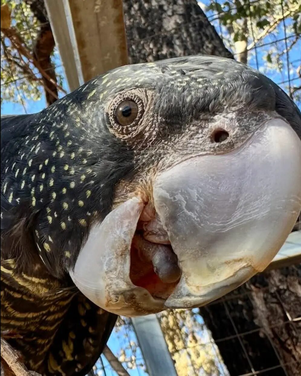 Close-up of a red-tailed black cockatoo